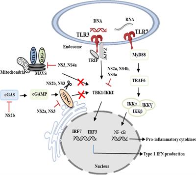 Innate and adaptive immune evasion by dengue virus